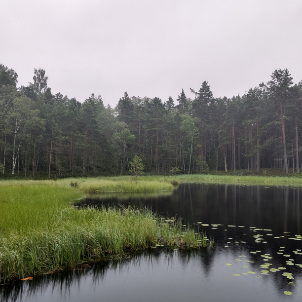 A quiet lake in the woods.