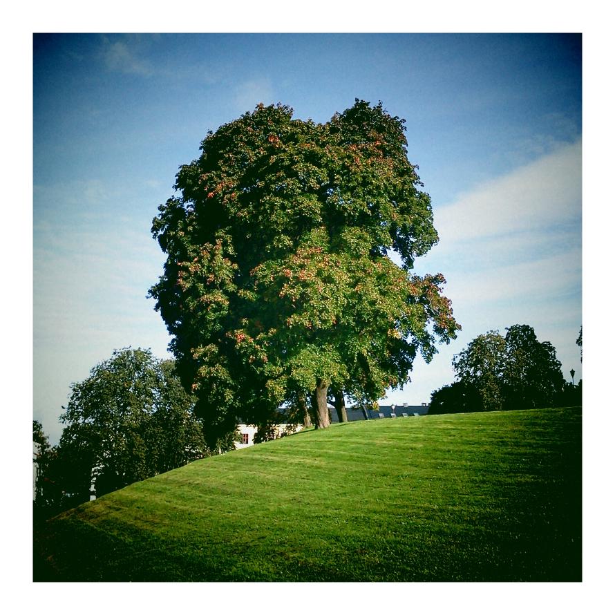 A massive, green tree with some orange spots.