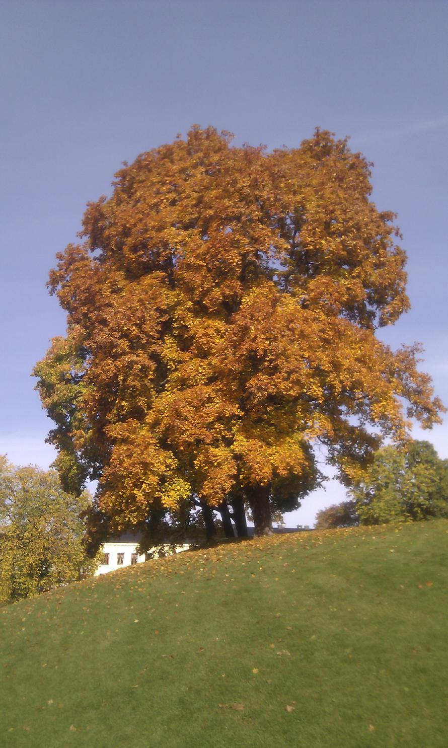 Autumn is coming - outside of Vålerenga Kirke, Oslo, Norway.