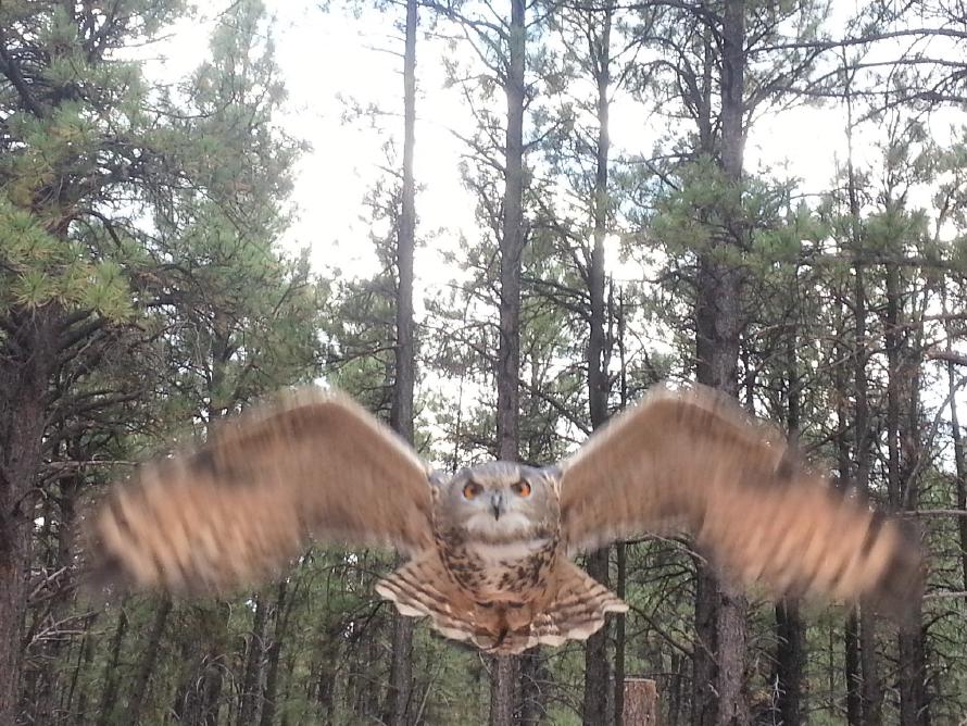 In the Bearizona Wildlife Park, Arizona.